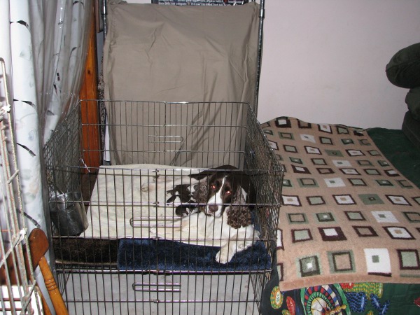 Pups in Bedroom Pups In Bedroom